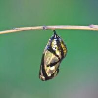 An image of a monarch chrysalis on a thin twig against a green background depicting things that change.