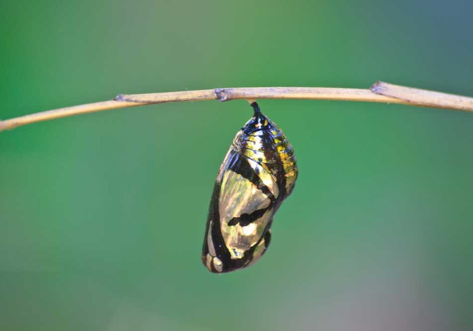 Alimony Modification An image of a monarch chrysalis on a thin twig against a green background depicting things that change.