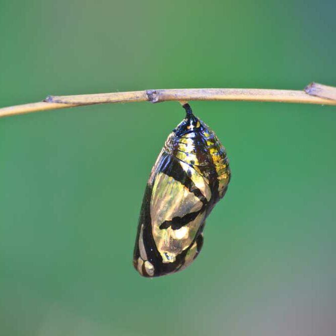 An image of a monarch chrysalis on a thin twig against a green background depicting things that change.