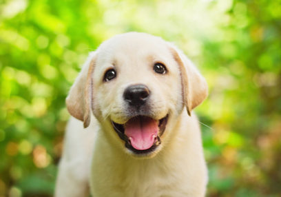 Property Distribution in Divorce Image of cute yellow lab puppy smiling to the camera.
