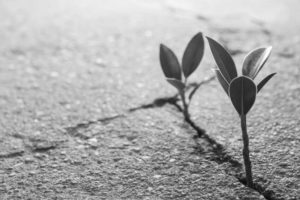 Black and white image of two hearty little plants growing from a crack in the concrete.