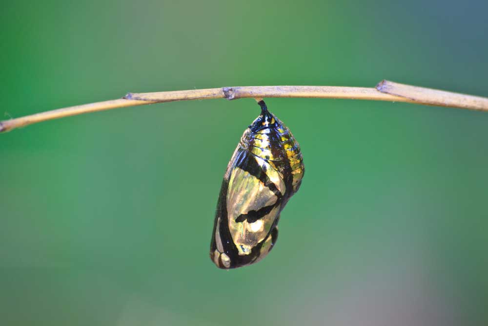An image of a monarch chrysalis on a thin twig against a green background depicting things that change.