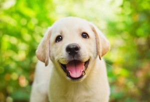 Image of cute yellow lab puppy smiling to the camera.